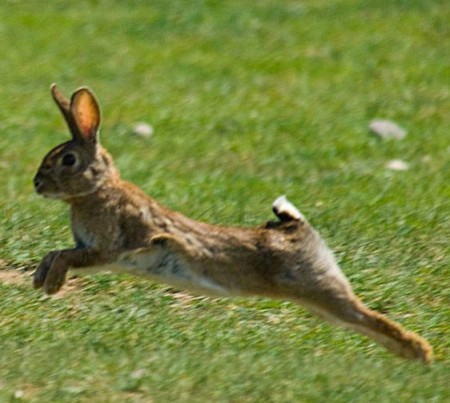 Conejo (Oryctolagus cuniculus)